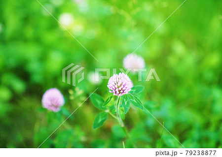 アカツメクサ・ムラサキツメクサ 79238877