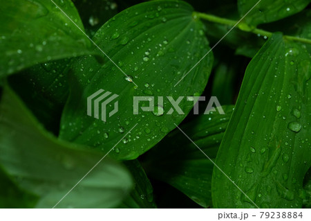 Beautiful green leaf texture with drops of water after the rain, close up 79238884