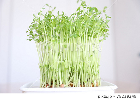 豆苗を育ててみた（2回目） 79239249