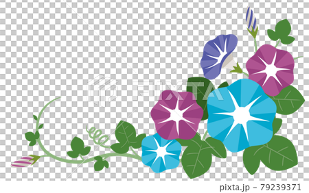 朝顔のイラスト素材のイラスト素材