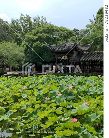 【中国・蘇州】夏の蓮の拙政園 79239482