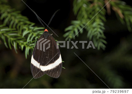 ホタルガ 79239697