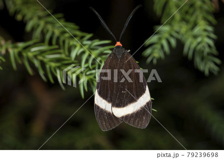 ホタルガ 79239698