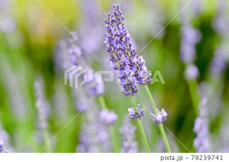 ラベンダー 79239741