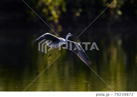 羽を広げるアオサギ／新緑／湖_2 79239872