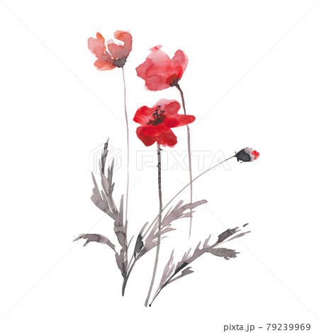 Hand drawn ink and watercolor vector illustration: red poppies flowers and buds on white background 79239969