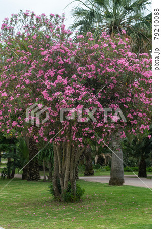 spring blooming purple tree in full growth. vertical photo spring blooming purple tree in full growth. vertical photo 79240083