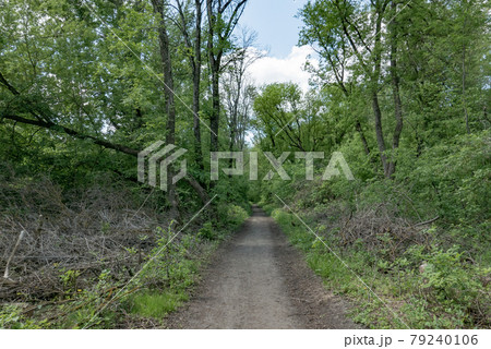 Walkway Lane Path With Green Trees in Forest. Walkway Lane Path With Green Trees in Forest. 79240106