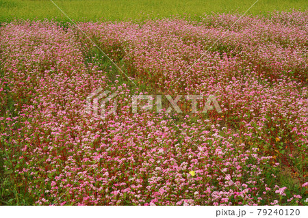 カラフルな秋の畑 79240120