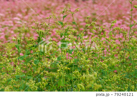 カラフルな秋の畑 79240121