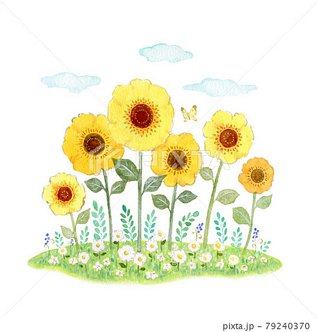 ひまわりの水彩イラスト 79240370