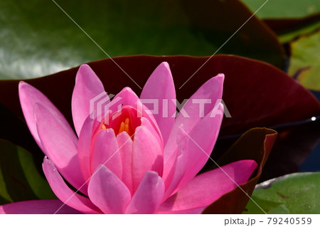 蓮の花 蓮の花 79240559