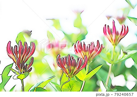 パステル調　”ハニーサックル”　イラストイメージ 79240657