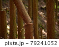 林業　伐倒　受け口　追い口　ツル　間伐　チェーンソー　かかり木 79241052