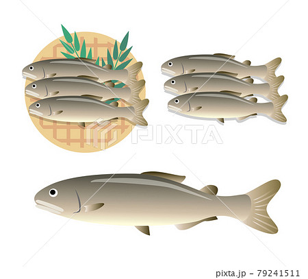 鮎　魚　食材 79241511