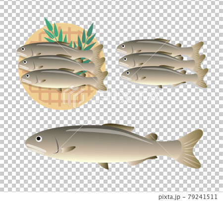 鮎　魚　食材 79241511