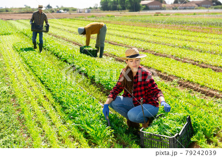 Woman cutting ripe mustard leaf on farm field. Harvest time Woman cutting ripe mustard leaf on farm field. Harvest time 79242039