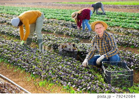Man gardener picking harvest of red spinach to crate and using knife Man gardener picking harvest of red spinach to crate and using knife 79242084