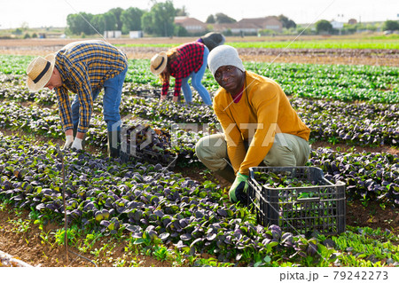 Afro american man farmer harvesting red canonigos 79242273