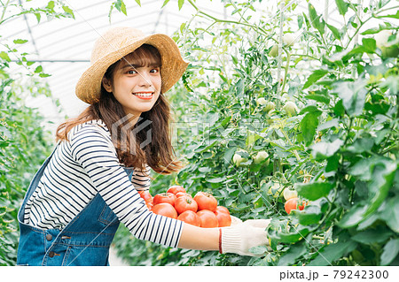 トマトの収穫をする女性　 79242300