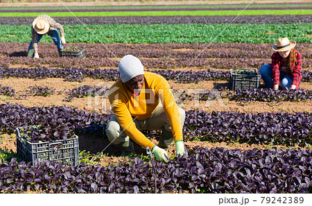 Farmer harvesting and peeling red spinach on field Farmer harvesting and peeling red spinach on field 79242389