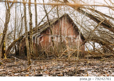 Abandoned Ruined Old Wooden Village Barn In Chernobyl Resettlement Zone. Belarus. Chornobyl Catastrophe Disasters. Dilapidated House In Belarusian Village. Whole Villages Must Be Disposed 79242761