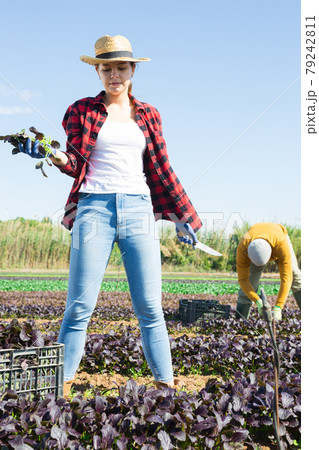 Young female farm worker picking harvest of red romaine Young female farm worker picking harvest of red romaine 79242811