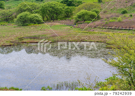 【長野県】霧ヶ峰・八島ヶ原湿原　湿原イメージ 79242939
