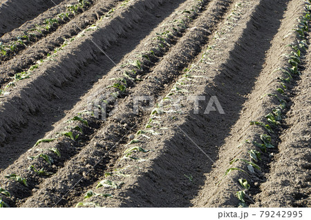 葉物野菜の高菜の植え付け 79242995