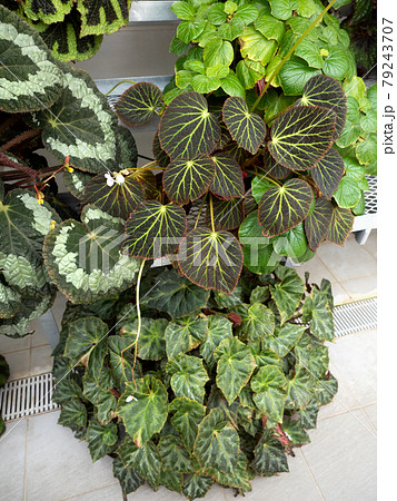 カラフルなベゴニアの葉 カラフルなベゴニアの葉 79243707