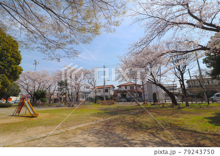 埼玉県蓮田市椿山1丁目_春の榎戸公園 埼玉県蓮田市椿山1丁目_春の榎戸公園 79243750