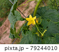 Yellow melon flowers on a wire fence. Healthy organic vegetable garden. 79244010