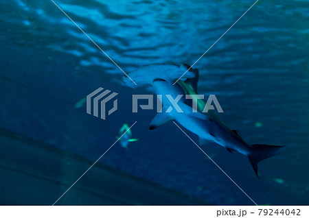 シュモクザメ 遊泳 シュモクザメ 遊泳 79244042