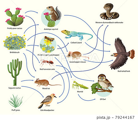 Diagram showing animal food chain on white... - Stock Illustration  [79244167] - PIXTA