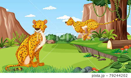 Cheetah in forest or rainforest at daytime scene Cheetah in forest or rainforest at daytime scene 79244202
