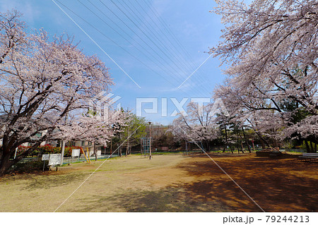 埼玉県蓮田市椿山4丁目_春の御殿場山公園 埼玉県蓮田市椿山4丁目_春の御殿場山公園 79244213