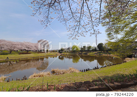 埼玉県蓮田市の春の西城沼公園 79244220