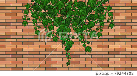 Brick wall with ivy leaves falling. Green ivy foliage on brown brick, house wall or fence. Cartoon background pattern. Vector illustration 79244305