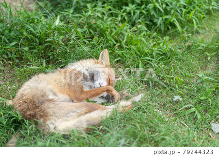 眠るキツネ 眠るキツネ 79244323