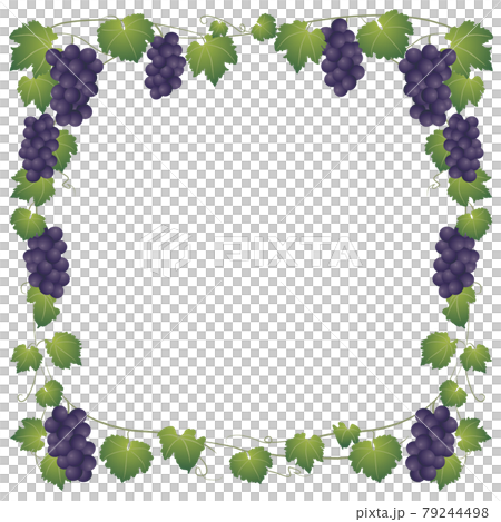 ぶどうとつるのフレーム 正方形のイラスト素材