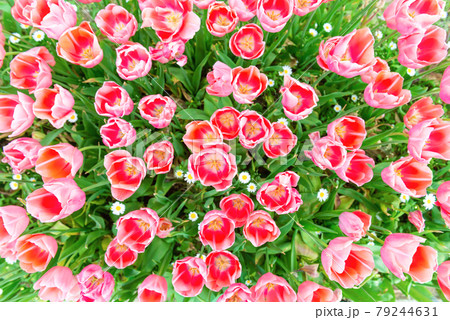 Yellow tulips flowers Yellow tulips flowers 79244631