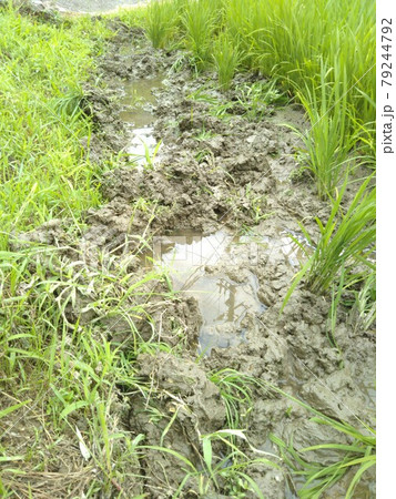 イノシシ被害 イノシシ被害 79244792