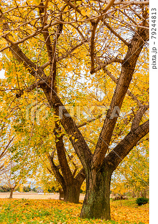 秋のそぶえ、黄金色に染まる町〈愛知県稲沢市〉 秋のそぶえ、黄金色に染まる町〈愛知県稲沢市〉 79244813