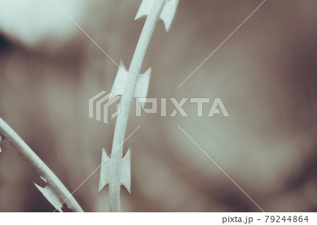 close-up of barbed wire. concept of horrors of concentration camp 79244864