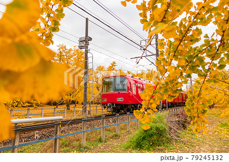 秋のそぶえ、イチョウ並木と名鉄電車〈愛知県稲沢市〉 79245132