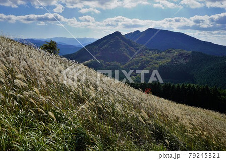 亀山のススキ草原と古光山 79245321