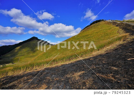 亀山への登山道と二本ボソ 79245323