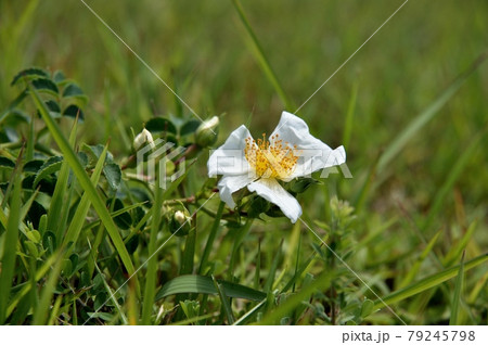 ノイバラの花 ノイバラの花 79245798