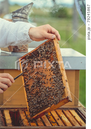 wax frame in bee hive, honey production wax frame in bee hive, honey production 79245867