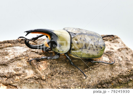 グランドシロカブト 79245930